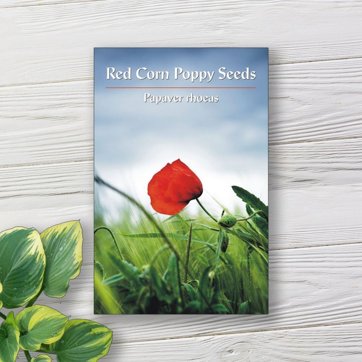 How to Create & Use Seed Packet Labels for Gardening Success
